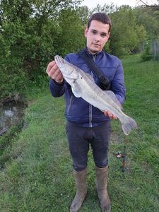 Zander