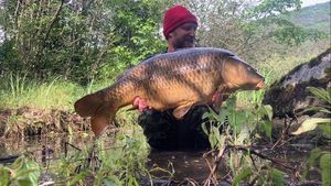 Common Carp
