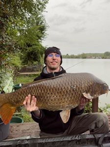 Common Carp