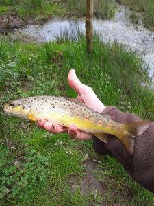 Brown Trout