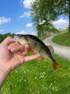 European Perch