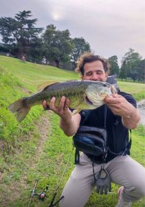 Largemouth Bass
