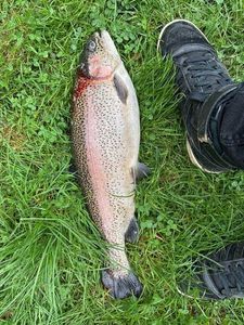 Rainbow Trout