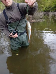 European Perch