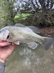 Largemouth Bass