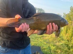 Tench