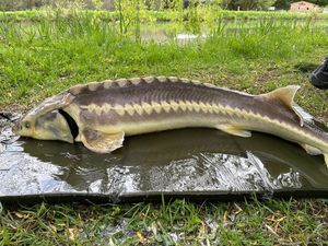 Shortnose Sturgeon