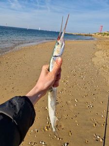 Keeltail Needlefish