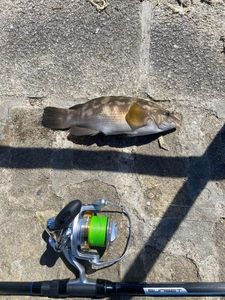 Slippery Dick