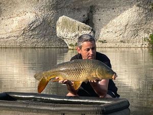 Common Carp