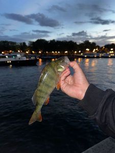 European Perch