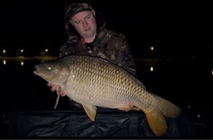 Common Carp