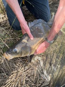 Crucian Carp
