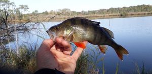 European Perch