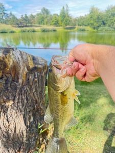 Largemouth Bass