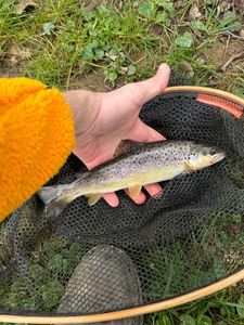 Brown Trout