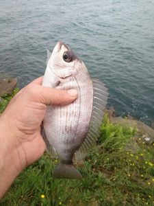 Black Seabream