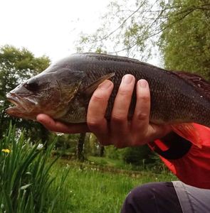 European Perch