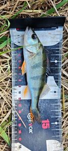 European Perch