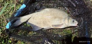 Common Bream