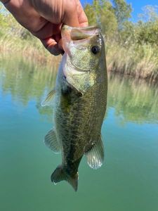 Largemouth Bass