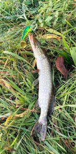 Northern Pike