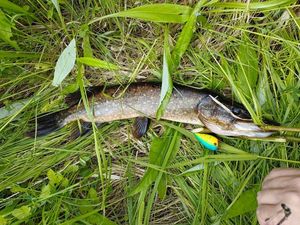 Northern Pike