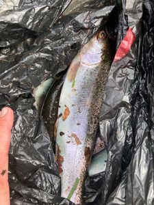 Rainbow Trout