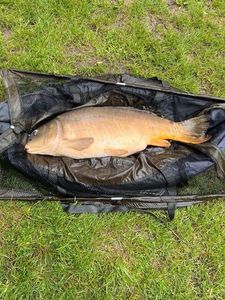 Mirror Carp
