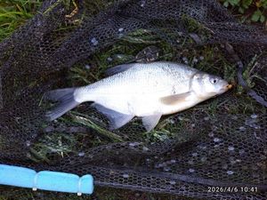 Common Bream