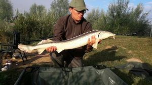 Shortnose Sturgeon