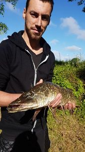 Northern Pike