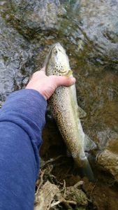 Brown Trout