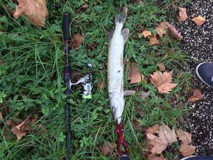 Northern Pike