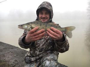 Zander