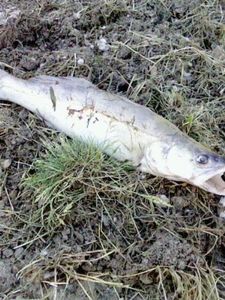 Zander