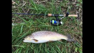 Brown Trout