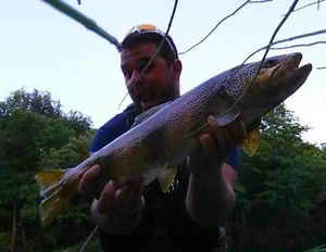 Brown Trout