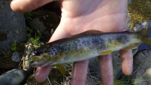Brown Trout