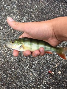 European Perch