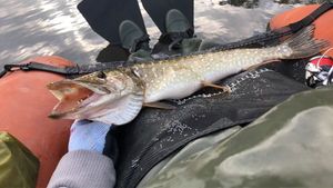 Northern Pike