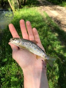 Brown Trout
