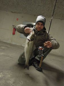 European Bass (Seabass)