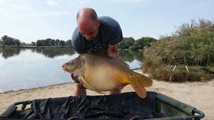 Mirror Carp