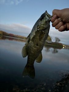 Smallmouth Bass