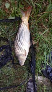 Common Carp