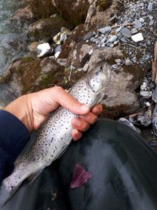 Brown Trout