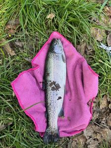 Rainbow Trout