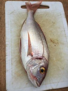Bluespotted Seabream