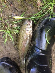 Rainbow Trout